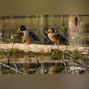 Mallard Duck Wall Art Print - Nature Bird Photo 8x10